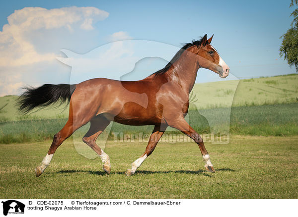trotting Shagya Arabian Horse / CDE-02075