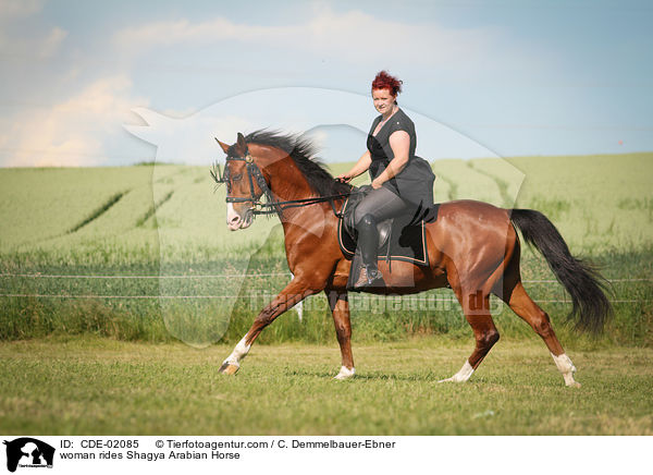 woman rides Shagya Arabian Horse / CDE-02085