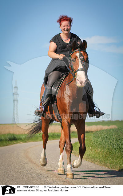 woman rides Shagya Arabian Horse / CDE-02088
