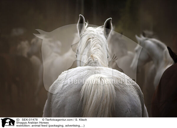 Shagya Araber / Shagya Arabian Horses / SEK-01478