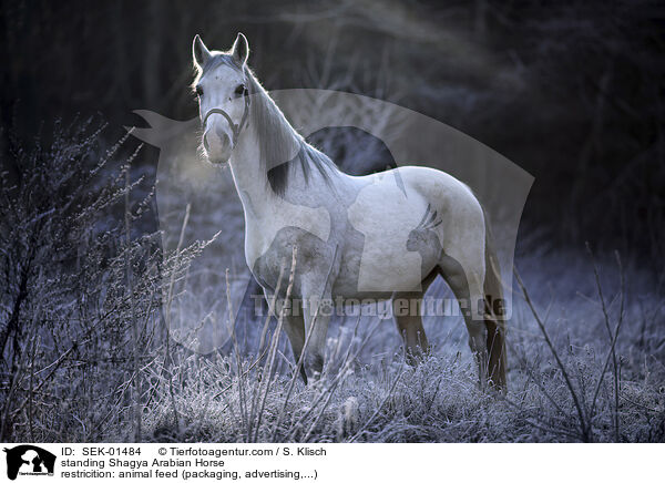 stehender Shagya Araber / standing Shagya Arabian Horse / SEK-01484