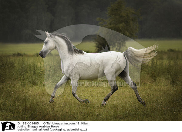 trabender Shagya Araber / trotting Shagya Arabian Horse / SEK-01485