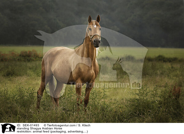 stehender Shagya Araber / standing Shagya Arabian Horse / SEK-01493