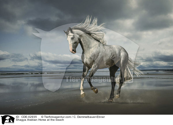 Shagya Araber am Strand / Shagya Arabian Horse at the beach / CDE-02935