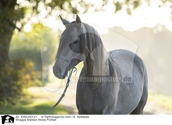 Shagya Araber Portrait / Shagya Arabian Horse Portrait / EHO-02131