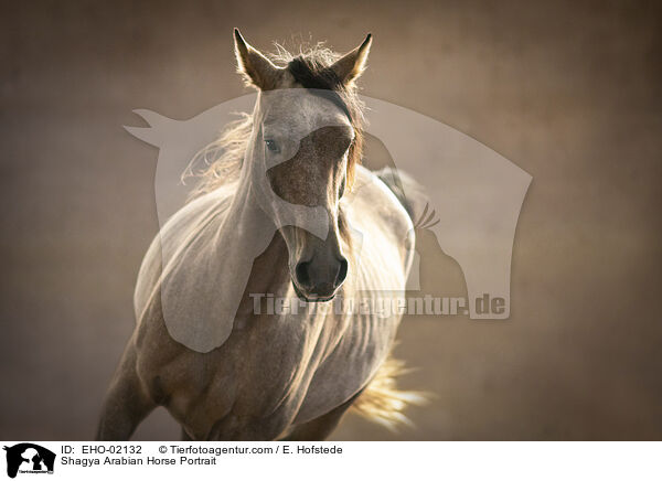 Shagya Araber Portrait / Shagya Arabian Horse Portrait / EHO-02132