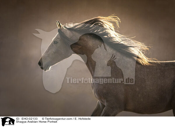 Shagya Arabian Horse Portrait / EHO-02133