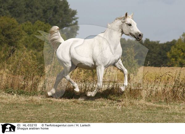 Shagya Araber / Shagya arabian horse / HL-03210