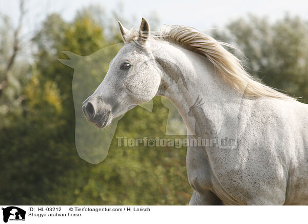 Shagya arabian horse / HL-03212