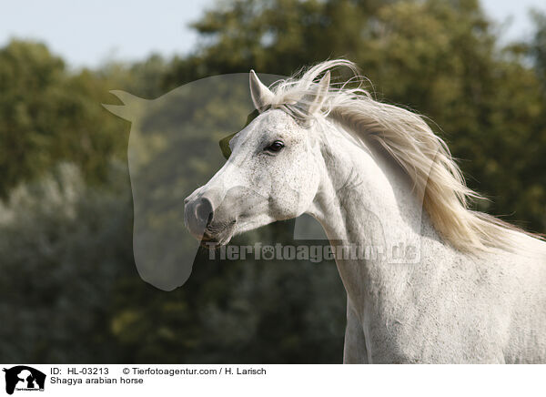 Shagya arabian horse / HL-03213