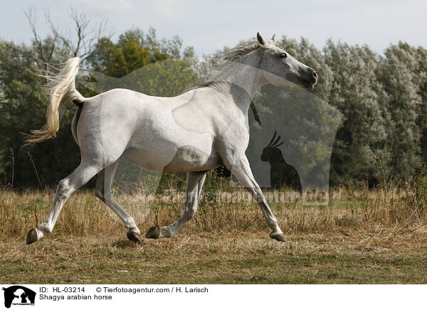 Shagya arabian horse / HL-03214