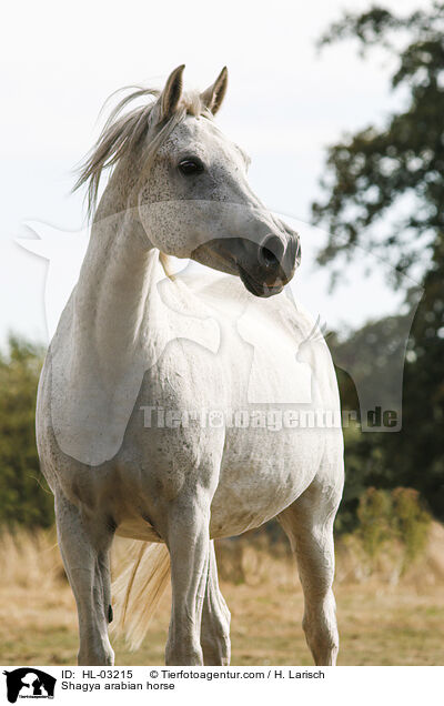 Shagya arabian horse / HL-03215