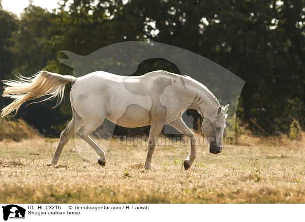 Shagya arabian horse / HL-03216