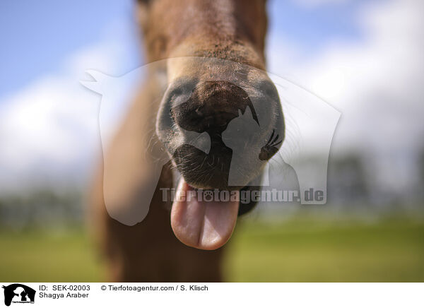 Shagya Araber / Shagya Araber / SEK-02003