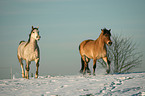 Shagya Arabian Horse