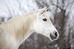 Shagya Arabian horse portrait