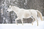 trotting Shagya Arabian horse