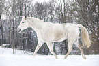 trotting Shagya Arabian horse