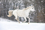 running Shagya Arabian horse