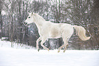 running Shagya Arabian horse