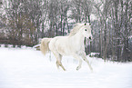 running Shagya Arabian horse