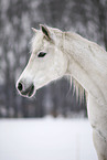Shagya Arabian horse portrait