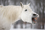 Shagya Arabian horse portrait