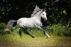 galloping Shagya Arabian Horse