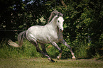 galloping Shagya Arabian Horse