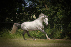 galloping Shagya Arabian Horse