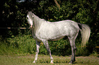 Shagya Arabian Horse