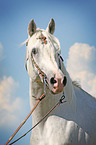 Shagya Arabian Horse Portrait