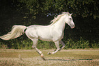 galloping Shagya Arabian Horse