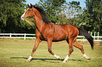 trotting Shagya Arabian Horse