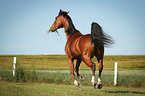 galloping Shagya Arabian Horse