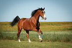 galloping Shagya Arabian Horse