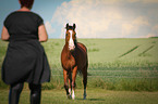 walking Shagya Arabian Horse