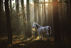 standing Shagya Arabian Horse