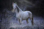 standing Shagya Arabian Horse
