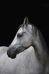 Shagya Arabian Horse portrait