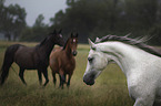 Shagya Arabian Horses