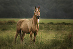 standing Shagya Arabian Horse