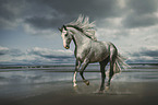 Shagya Arabian Horse at the beach