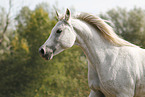 Shagya arabian horse