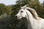 Shagya arabian horse