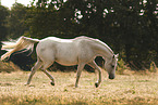 Shagya arabian horse
