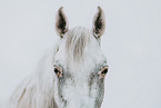 Shagya Arabian Horse