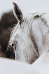 Shagya Arabian Horse