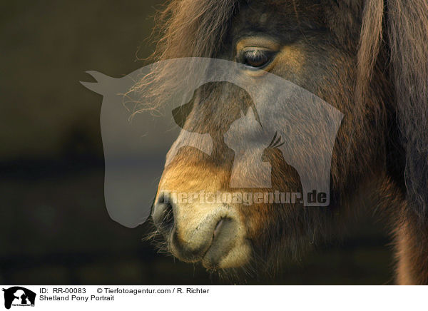 Shetland Pony Portrait / RR-00083