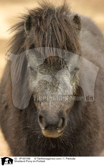 Shetland Pony im Portrait / IP-00188